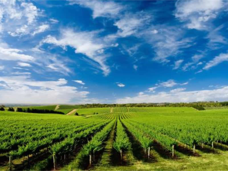 科学栽培木瓜有诀窍